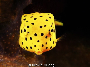 Yellow boxfish - juvenile
Aniloa, the Philippines by Mickle Huang 